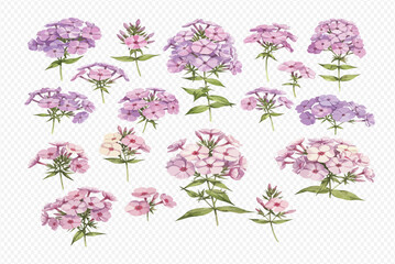 Watercolor illustration of various phlox paniculata flowers in different shades of pink and purple, with green leaves, arranged on a transparent background.
