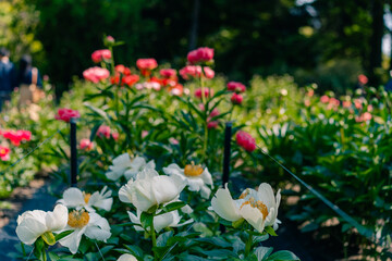 white and red paeonia officinalis in garden