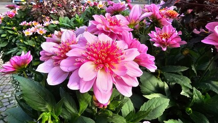 Sweden. Dahlia is a genus of bushy, tuberous, herbaceous perennial plants native to Mexico and Central America. 