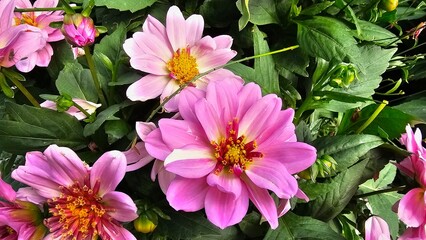 Sweden. Dahlia is a genus of bushy, tuberous, herbaceous perennial plants native to Mexico and Central America. 