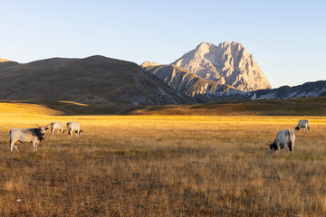 Gran Sasso at sunrise