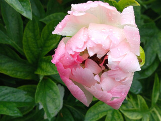 The peony flower is growing in the garden, it rained