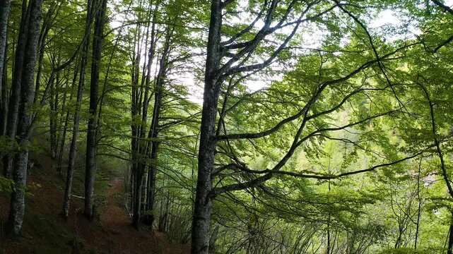 Drone recording of an alpine stream in the forests of the Selva de Irati, Navarra, Spain.