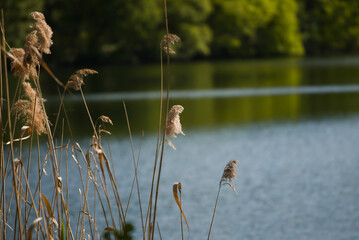 Wild plants and flowers around Europe (Germany)