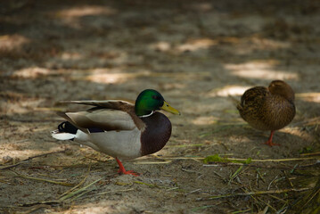 Ducks and mallards, and beautiful lakes