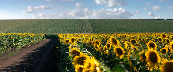 The edge of sunny flowers. Endless sunflower horizon.Sunflower blooms.Agro-industrial fields of Ukraine.

