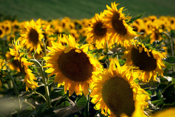 The edge of sunny flowers. Endless sunflower horizon.Sunflower blooms.Agro-industrial fields of Ukraine.
