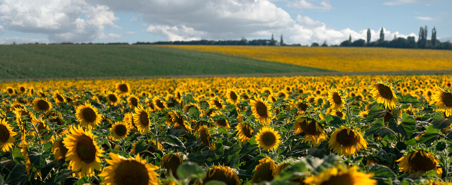 The edge of sunny flowers. Endless sunflower horizon.Sunflower blooms.Agro-industrial fields of Ukraine.
