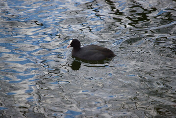 Eurasian coot near lake in Europe