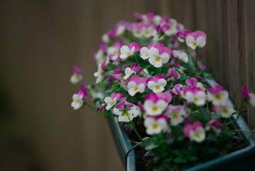bouquet of beautiful colorful flowers