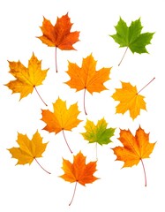 Autumn leaves isolated on white background
