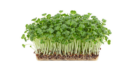 Naklejka premium Fresh organic radish sprouts close up healthy eating raw food vegan diet microgreen nutrition gardening trend on transparent background