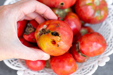 Hand holding a tomato affected by disease, the result of infestation by caterpillars. Crop failure