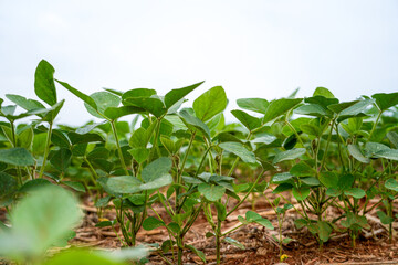 Beautiful view of soybeans plants on a soy farm agriculture field in the amazon rainforest, Mato Grosso, Brazil. Concept of environment, nature, ecology, climate change, deforestation, crop, food, CO2