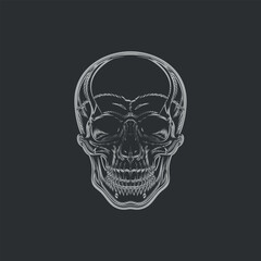 Detailed Skull Anatomy Illustration A Macabre Study of Human Cranium Structure for Medical and Artistic Educational Purposes