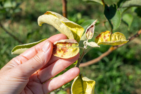 Hand examining apple tree leaves showing signs of disease, yellow and brown spots. gardening and care