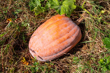 A ripe pumpkin lies on a bed of dry grass and spreading green leaves, basking in the rays of the autumn sun