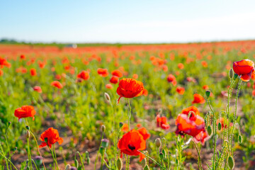 Bright red poppy flowers stand out against a sea of green grass in a lively spring field. The sun highlights their delicate petals, creating an inviting atmosphere