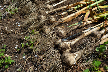 Freshly harvested garlic – organic vegetable harvest in a garden