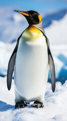 Fototapeta premium King penguin on ice