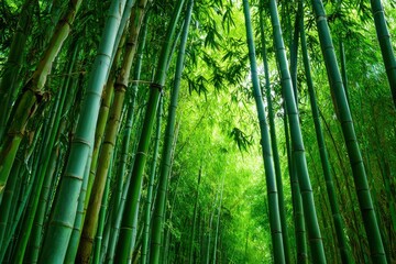 Fototapeta premium A dense bamboo forest with tall green stalks reaching up into the bright light