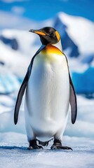 Fototapeta premium King penguin on icy terrain, vibrant colors against a clear blue sky