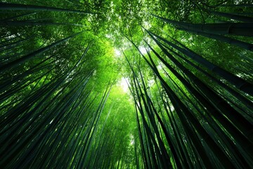 Bamboo forest canopy view tall stalks ascend lush green leaves filter light
