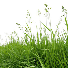 Obraz premium Lush green grass with delicate seed heads swaying gently in the breeze isolated on transparent background