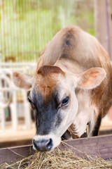 Fototapeta premium A young Jersey cow eating hay from a wooden trough inside a bright stable, farm setting with metal railings.