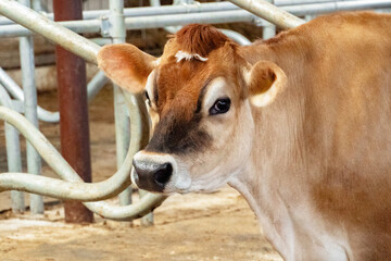 Close‑up of a young Jersey cow by the feeding trough inside a bright stable, showing detailed...