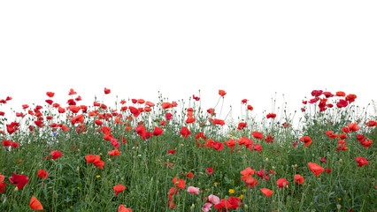 Foreground of blooming red poppies in shade, isolated on transparent background