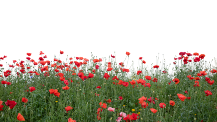 Foreground of blooming red poppies in shade, isolated on transparent background