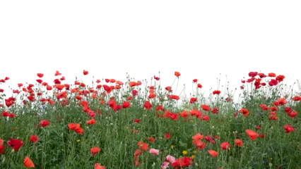 Fotobehang Klaprozen Foreground of blooming red poppies in shade, isolated on transparent background  © Martin