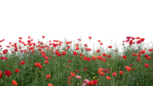 Foreground of blooming red poppies in shade, isolated on transparent background