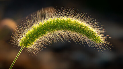Green foxtail grass stalk backlit with golden light fuzzy