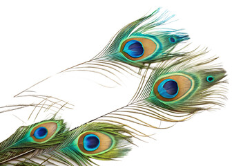 Obraz premium Close-Up of Peacock Feathers – Detailed Colorful Plumage with Iridescent Eye Patterns