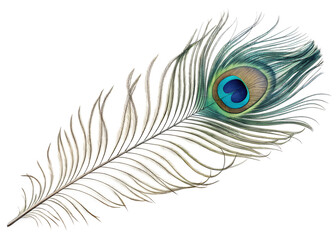 Close-Up of Peacock Feathers &ndash; Detailed Colorful Plumage with Iridescent Eye Patterns

