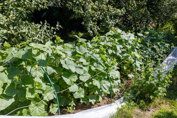 Traditional Russian Kitchen Garden: Rows of Cucumbers and Zucchini