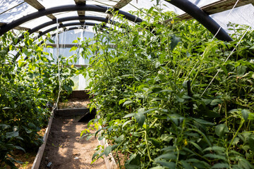 A greenhouse with tomatoes and cucumbers under plastic film.