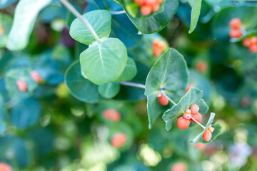 Close-up shot of vibrant orange berries and lush green leaves of a honeysuckle plant (Lonicera...
