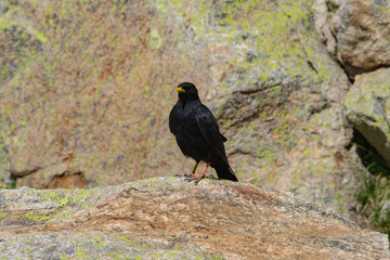 Black bird sitting on a rock