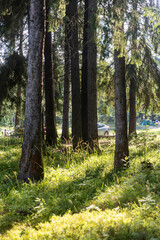 A serene forest scene captured during golden hour, featuring tall, majestic pine trees with sunlight filtering through their branches, illuminating the lush green undergrowth.