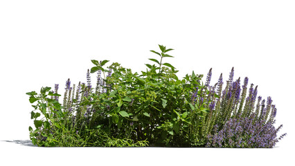Flowerbed with different plants and herbs and flowers in sunlight, isolated on transparent and white backgorund © Martin