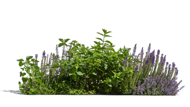 Flowerbed with different plants and herbs and flowers in sunlight, isolated on transparent and white backgorund