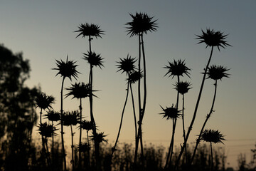 Silhouetted Thorns: A Gloomy Sunset over the Wild Landscape