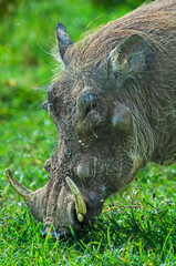 Warthog Grazing on Grass