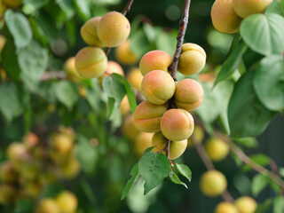 Apricots ripening on an apricot tree branch. Close up.