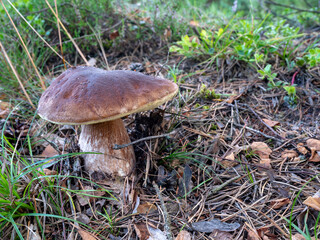 A large, tasty boletus growing in the forest among the grass.