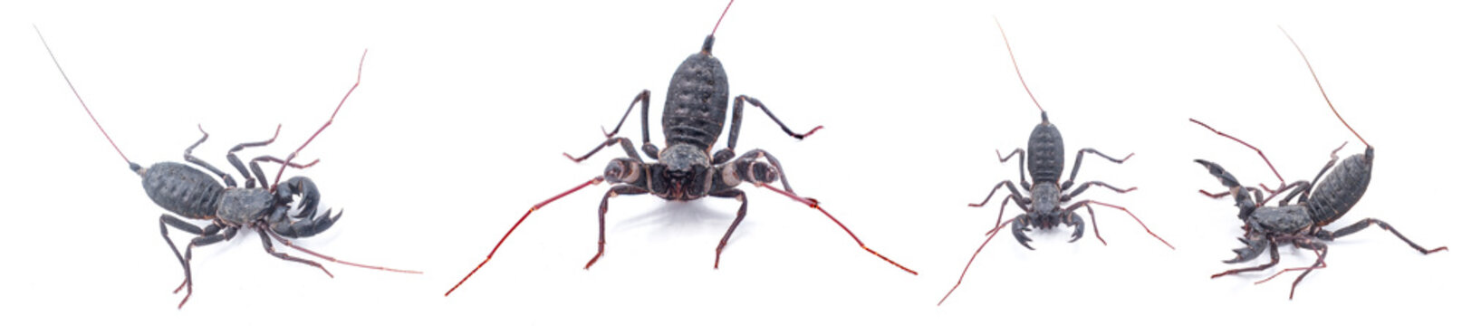 Florida vinegaroon - Mastigoproctus giganteus floridanus, also known as the giant whip tailed scorpion or grampus a harmless arachnid that sprays acetic acid vinegar from the base of its tail.