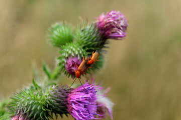 Roter Weichkäfer Männchen und Weibchen auf Distelblüte - Stockfoto